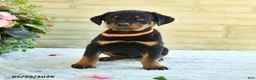 Rottweiler dogs for sale: Lafayette - Ad 3
