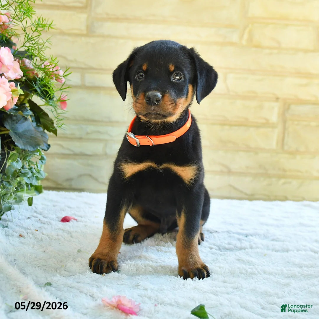 Rottweiler dogs for sale: Lafayette - Ad 3