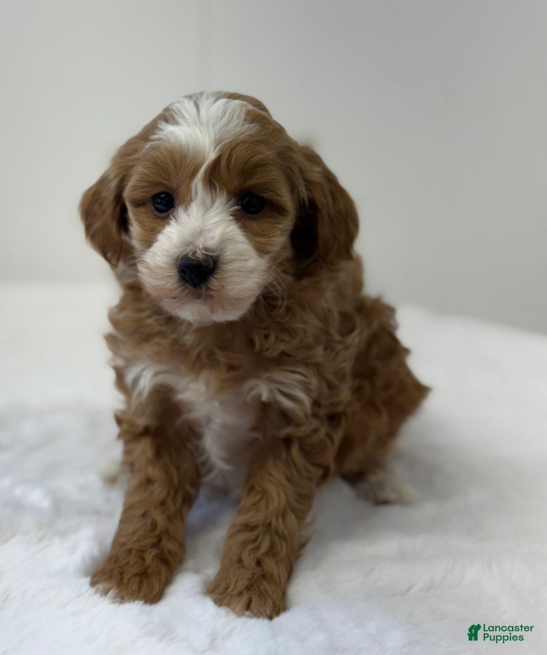 Mini Goldendoodle dogs for sale: Pixie - Ad 8