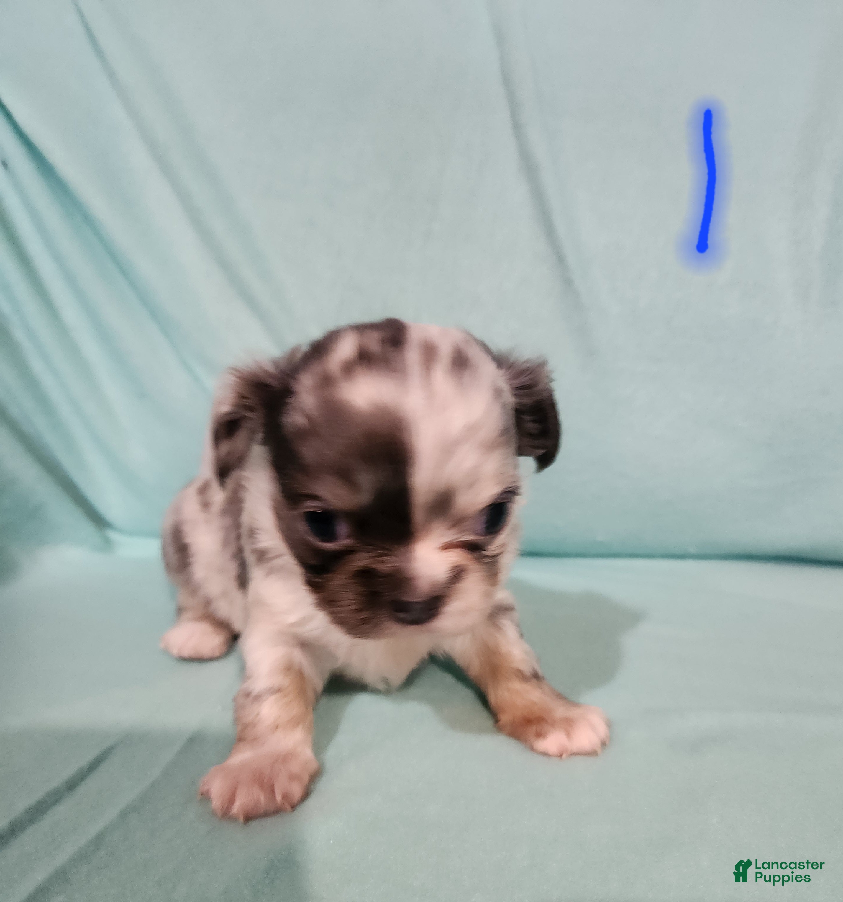 Chihuahua dogs Boy 1- Blue - Ad 5