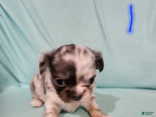 Chihuahua dogs Boy 1- Blue - Ad 20