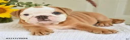 English Bulldog dogs for sale: Travis - Ad 3