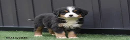 Bernese Mountain Dog dogs for sale: Dixie - Ad 2