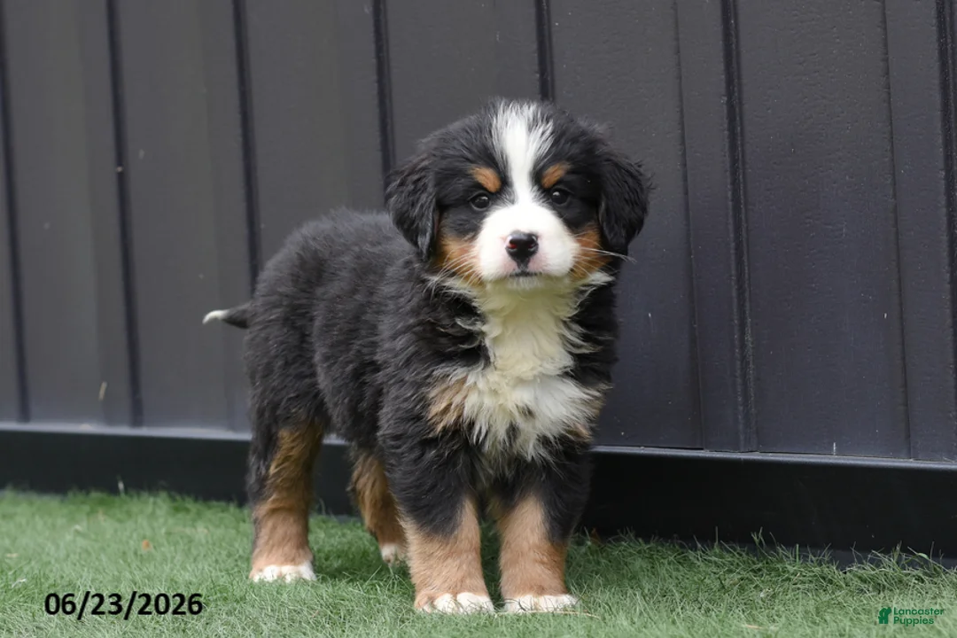 Bernese Mountain Dog dogs for sale: Dixie - Ad 2