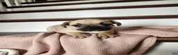 French Bulldog dogs for sale: Dallas  - Ad 2