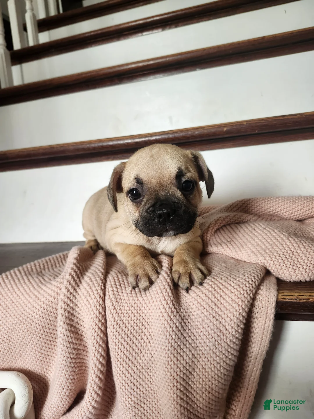 French Bulldog dogs for sale: Dallas  - Ad 2