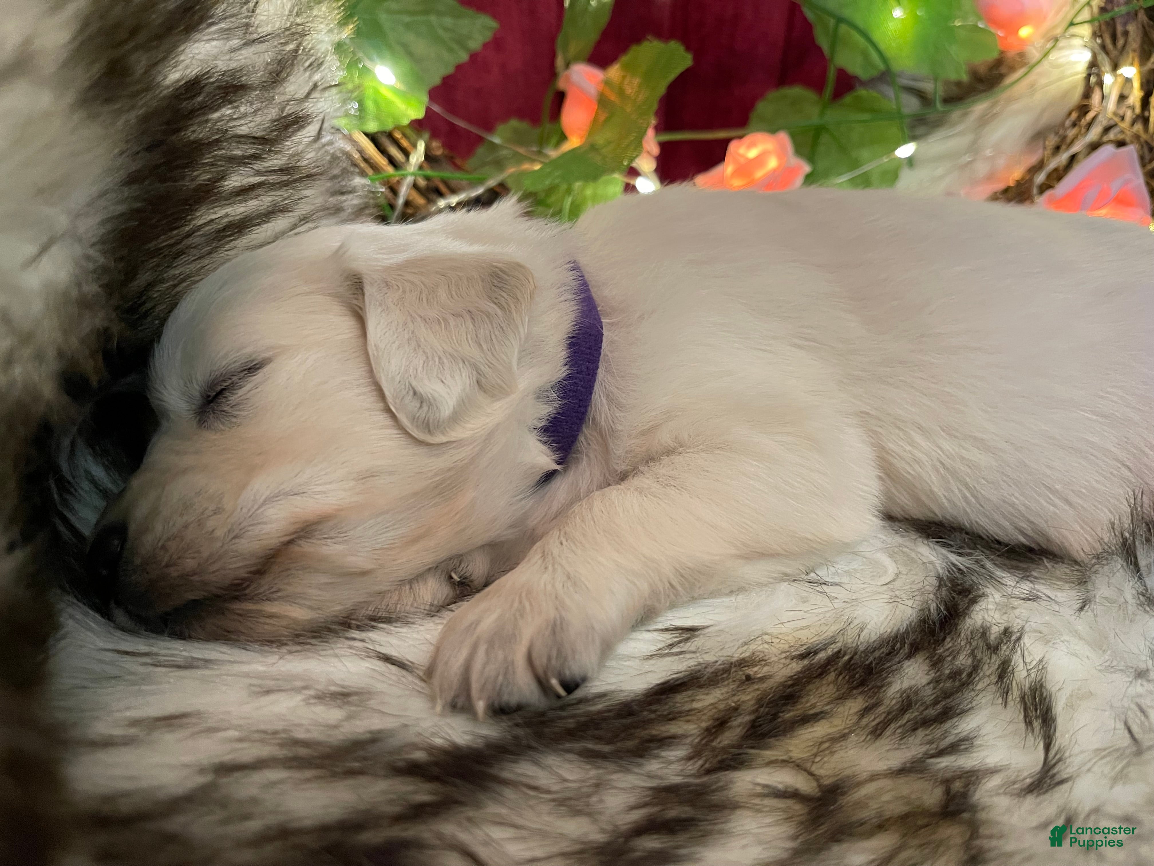 Golden Retriever dogs Misty - Ad 1
