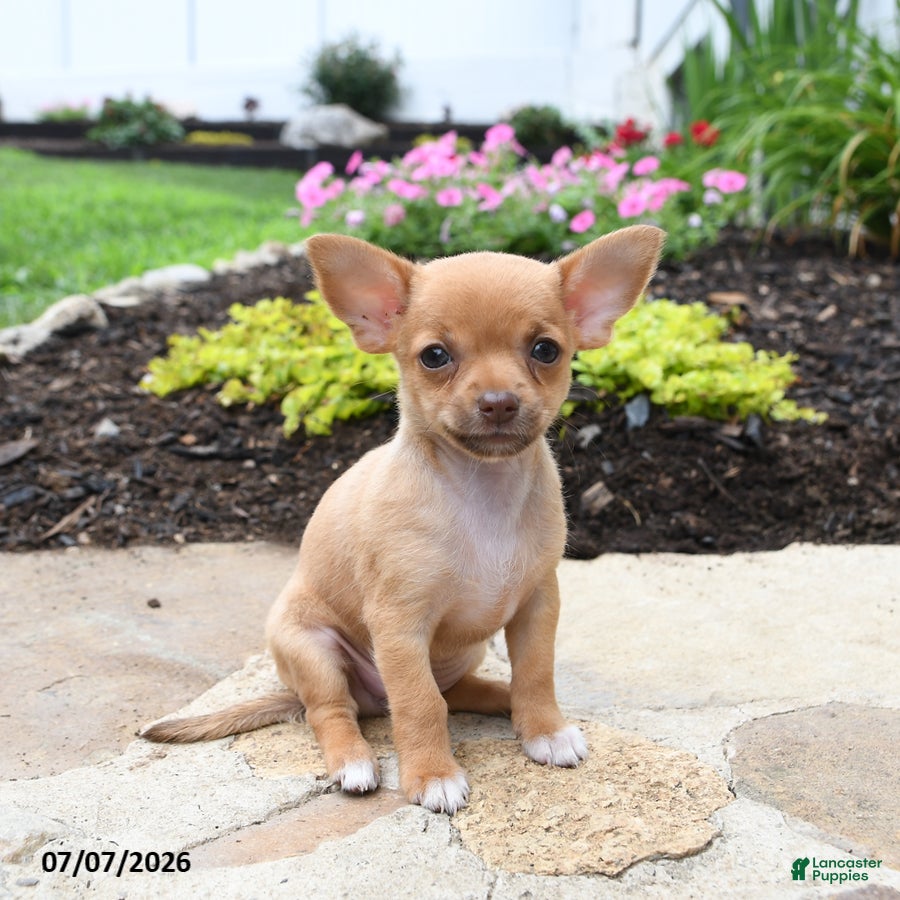 Chihuahua dogs Rosita - Ad 2