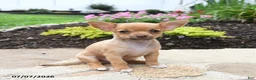 Chihuahua dogs for sale: Rosita - Ad 2