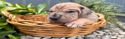 Great Dane dogs for sale: Spotty - Ad 3