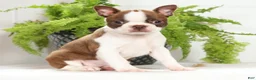 Boston Terrier dogs for sale: Missy - Ad 3