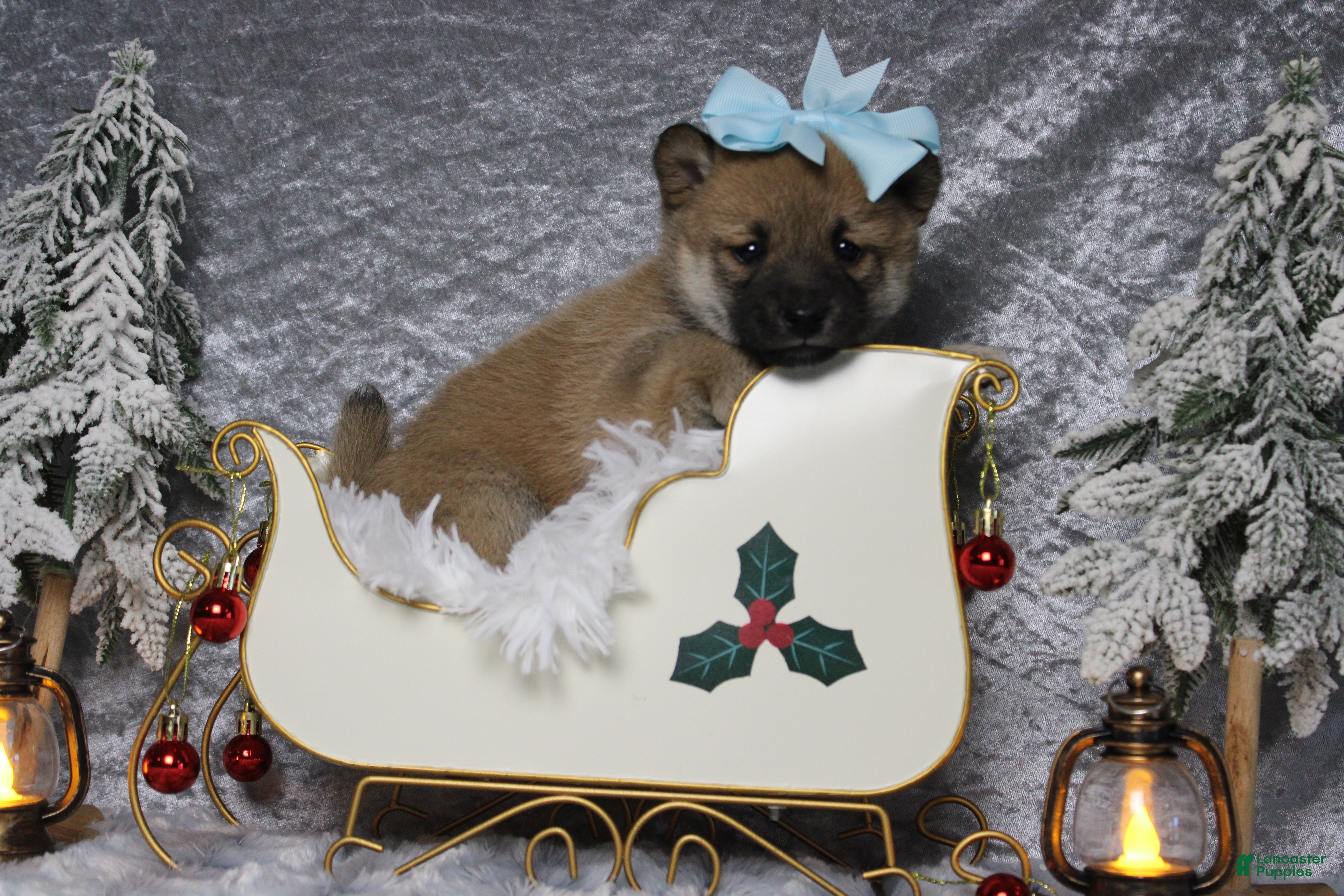 Shiba Inu dogs Bailey  - Ad 3