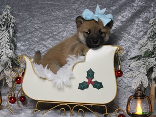 Shiba Inu dogs Bailey - Ad 3