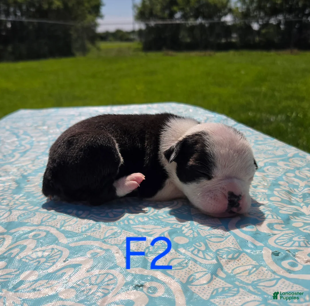 Olde English Bulldogge dogs for sale: Bonnie - Ad 1