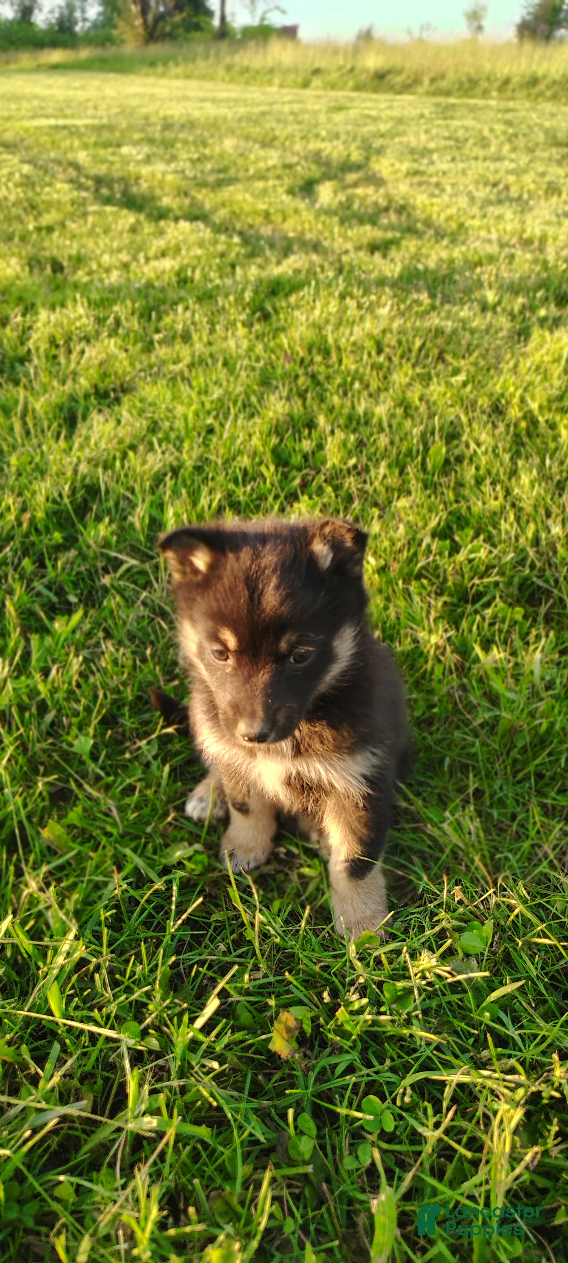 Mixed Breed dogs Tulip - Ad 1
