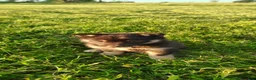 Mixed Breed dogs for sale: Tulip - Ad 1