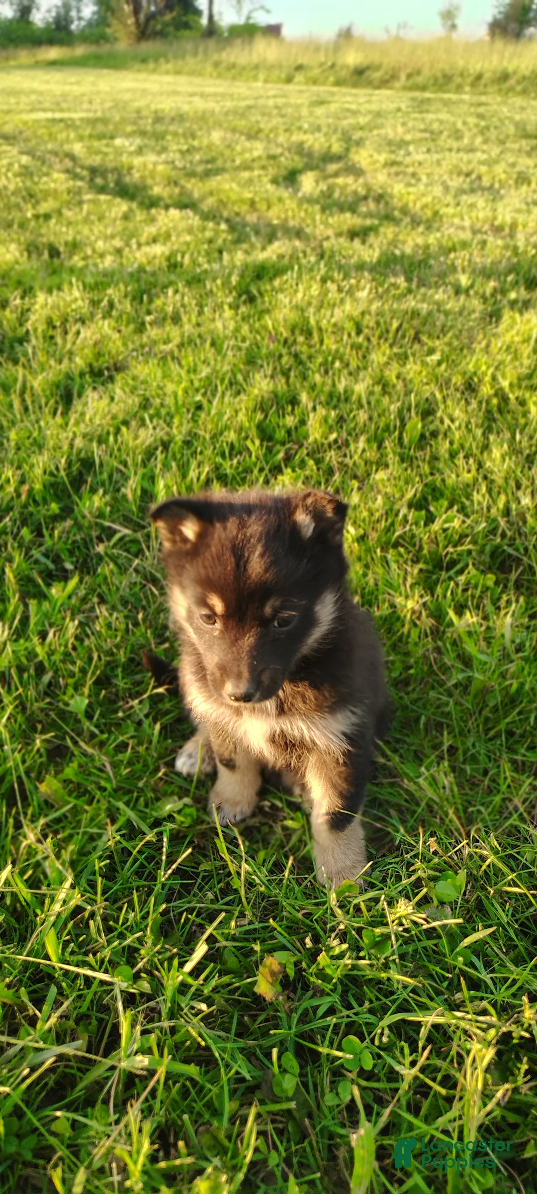 Mixed Breed dogs for sale: Tulip - Ad 1