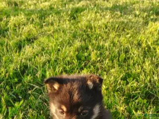 Mixed Breed dogs for sale: Tulip - Ad 2