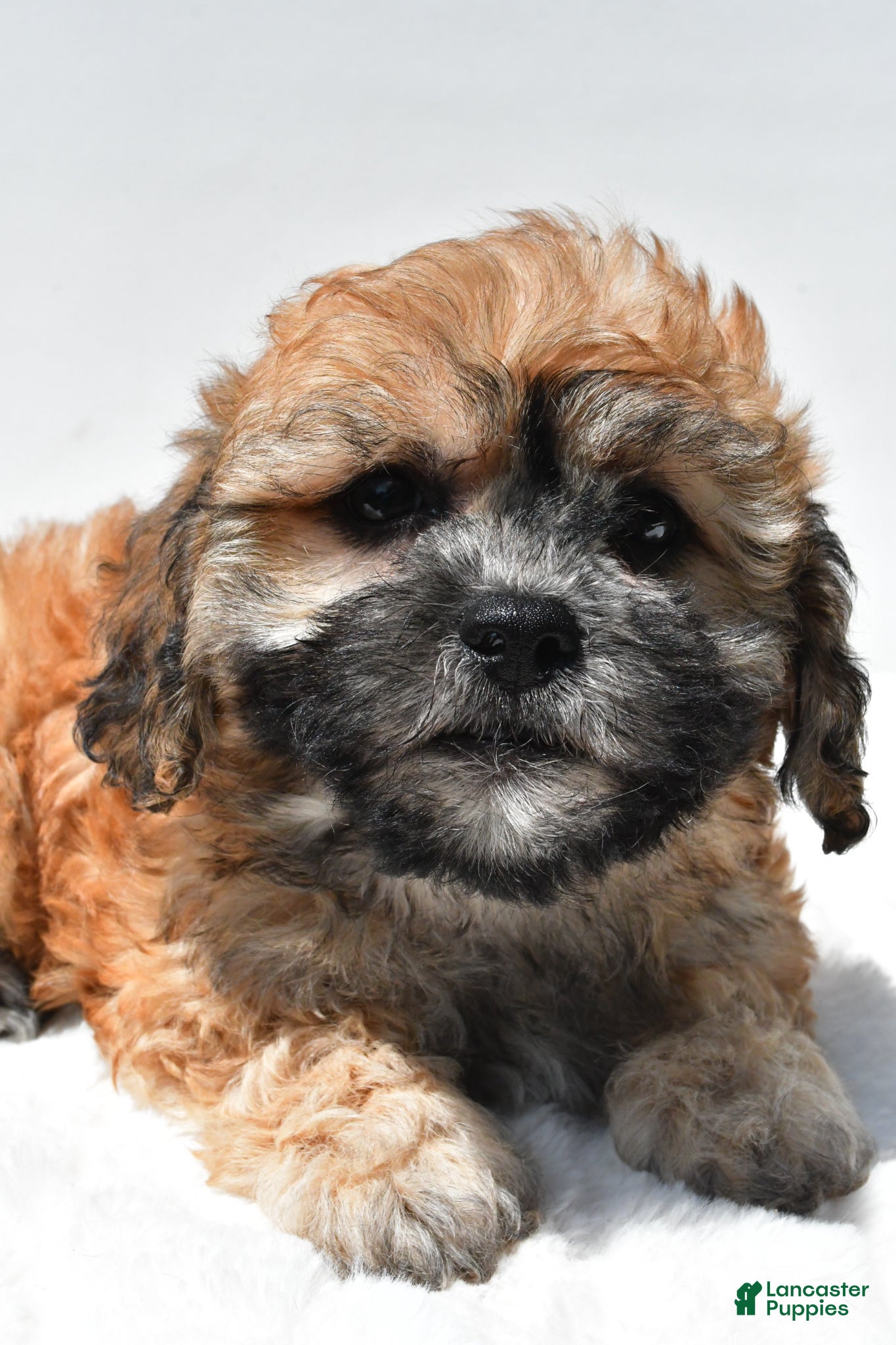 Teddy Bear dogs Buttercup - Ad 2