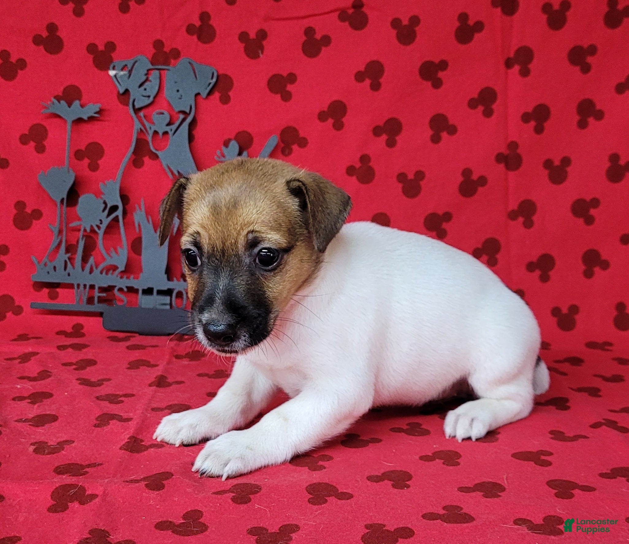 Jack Russell Terrier dogs CKC "Roxi" delivery available  - Ad 1