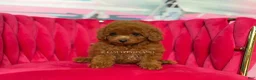 Toy Poodle dogs for sale: Key to my soul - Ad 4