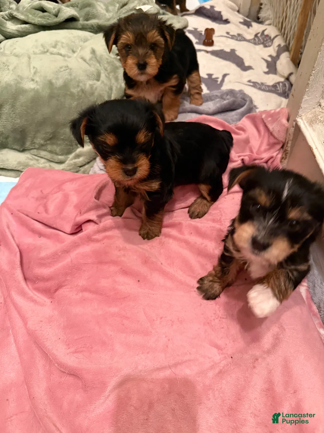 Yorkshire Terrier dogs for sale: Mariah - Yorkshire Terrier Puppy 4 - Ad 5