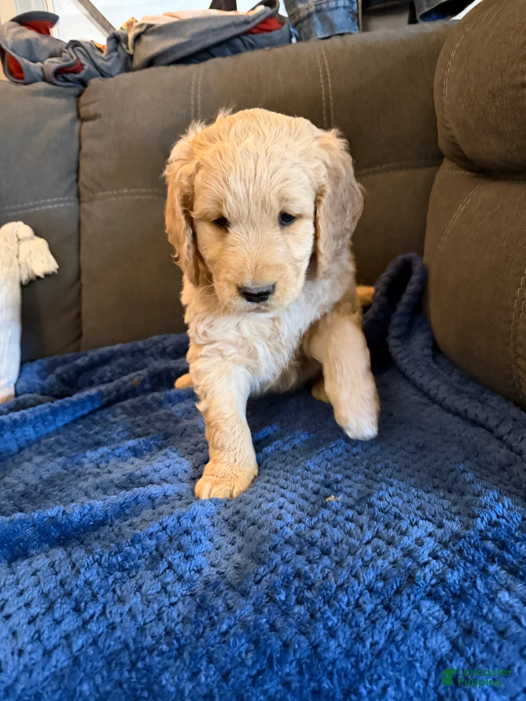 Goldendoodle dogs for sale: Rover - Ad 2
