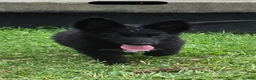 German Shepherd dogs for sale: German Shepherd 2 - Ad 3
