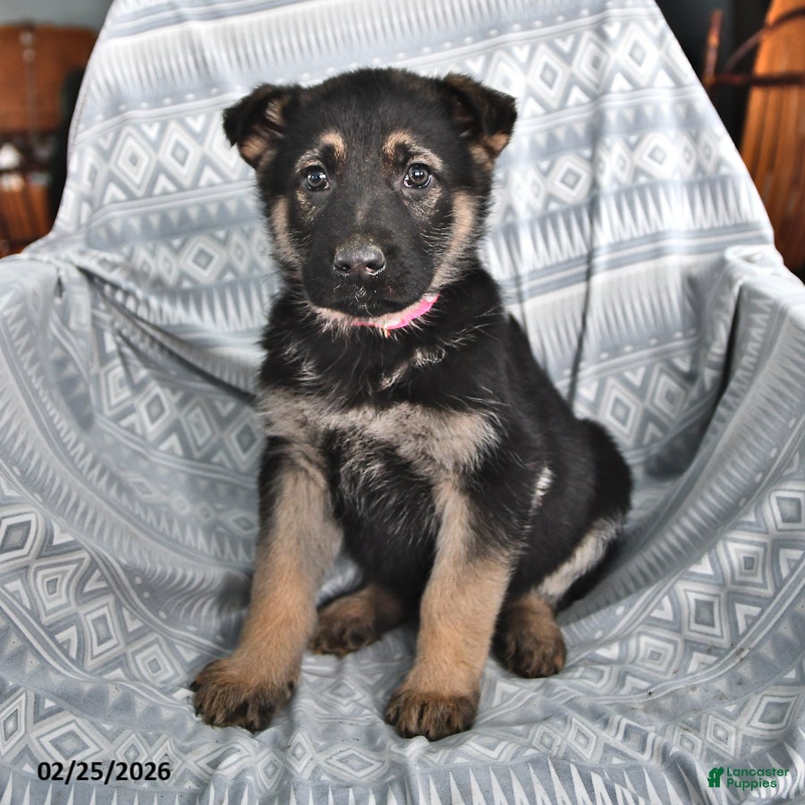 German Shepherd dogs Tyler - Ad 1