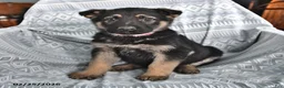 German Shepherd dogs for sale: Tyler - Ad 1