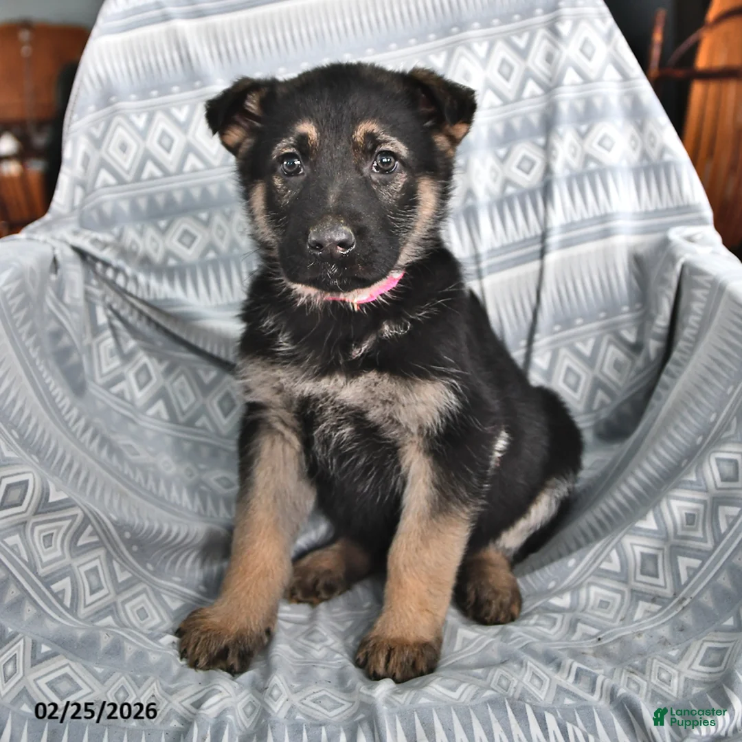 German Shepherd dogs for sale: Tyler - Ad 1