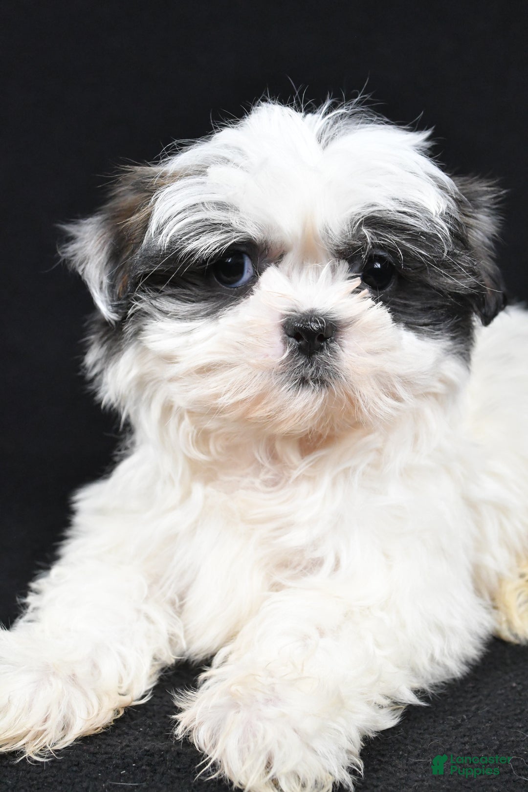 Shih Tzu dogs for sale: Benny - Ad 8