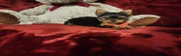 Yorkshire Terrier dogs for sale: POPPY - Ad 10