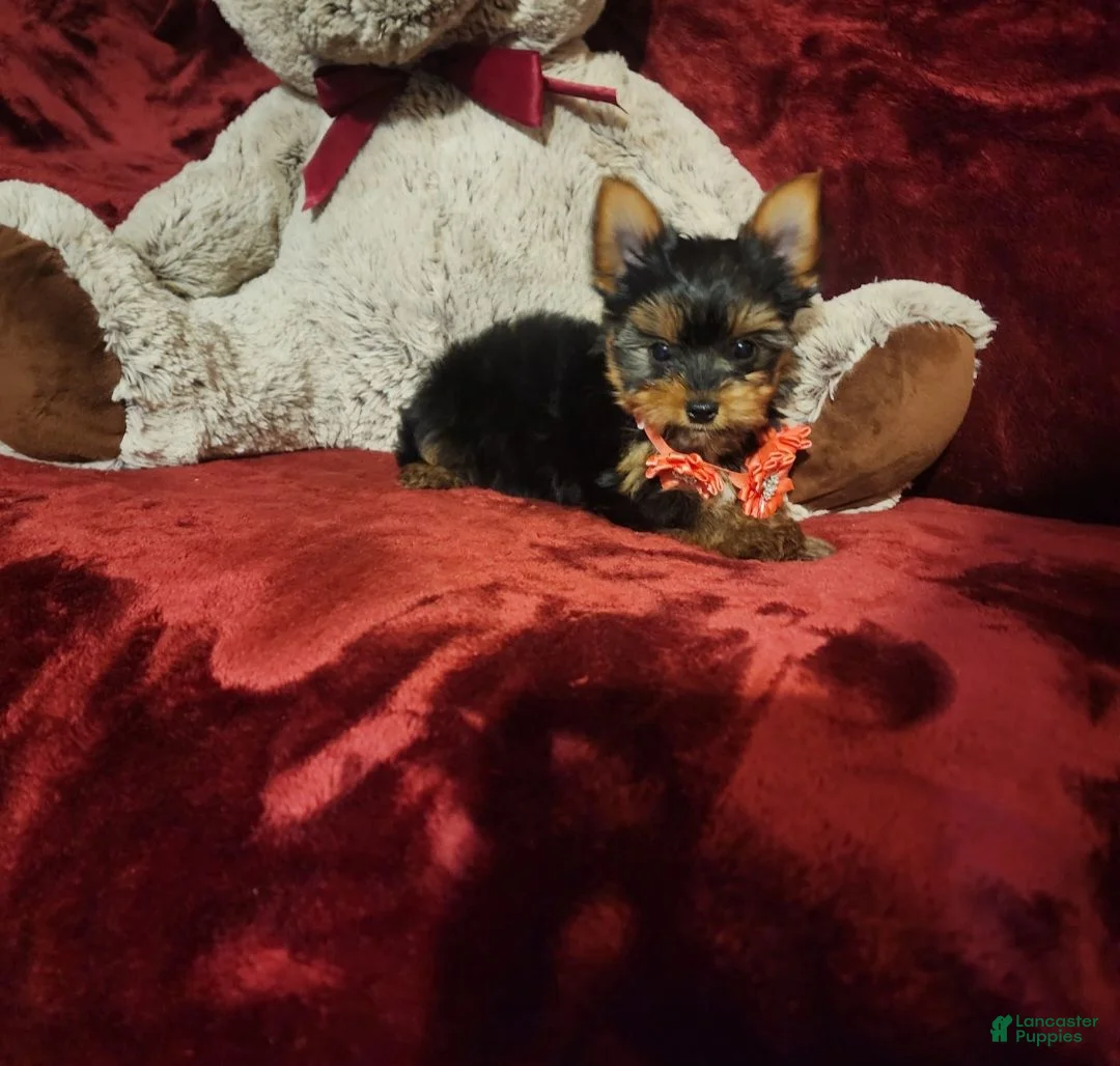 Yorkshire Terrier dogs for sale: POPPY - Ad 10