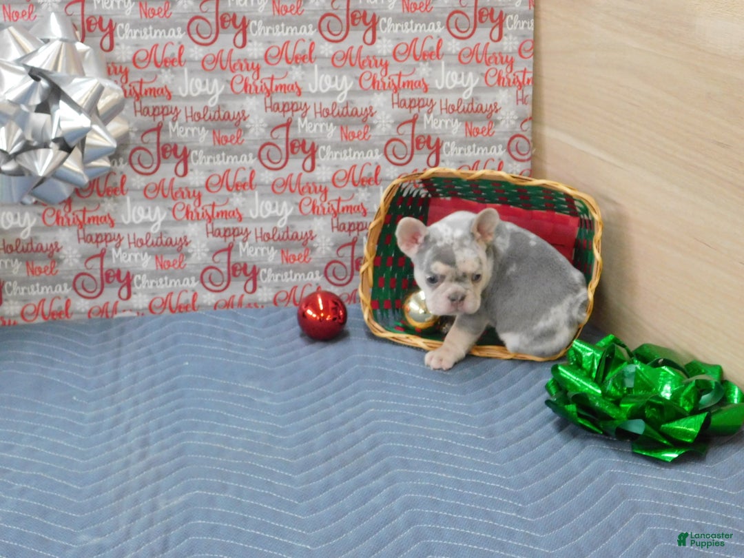 French Bulldog dogs for sale: BEAR - Ad 7