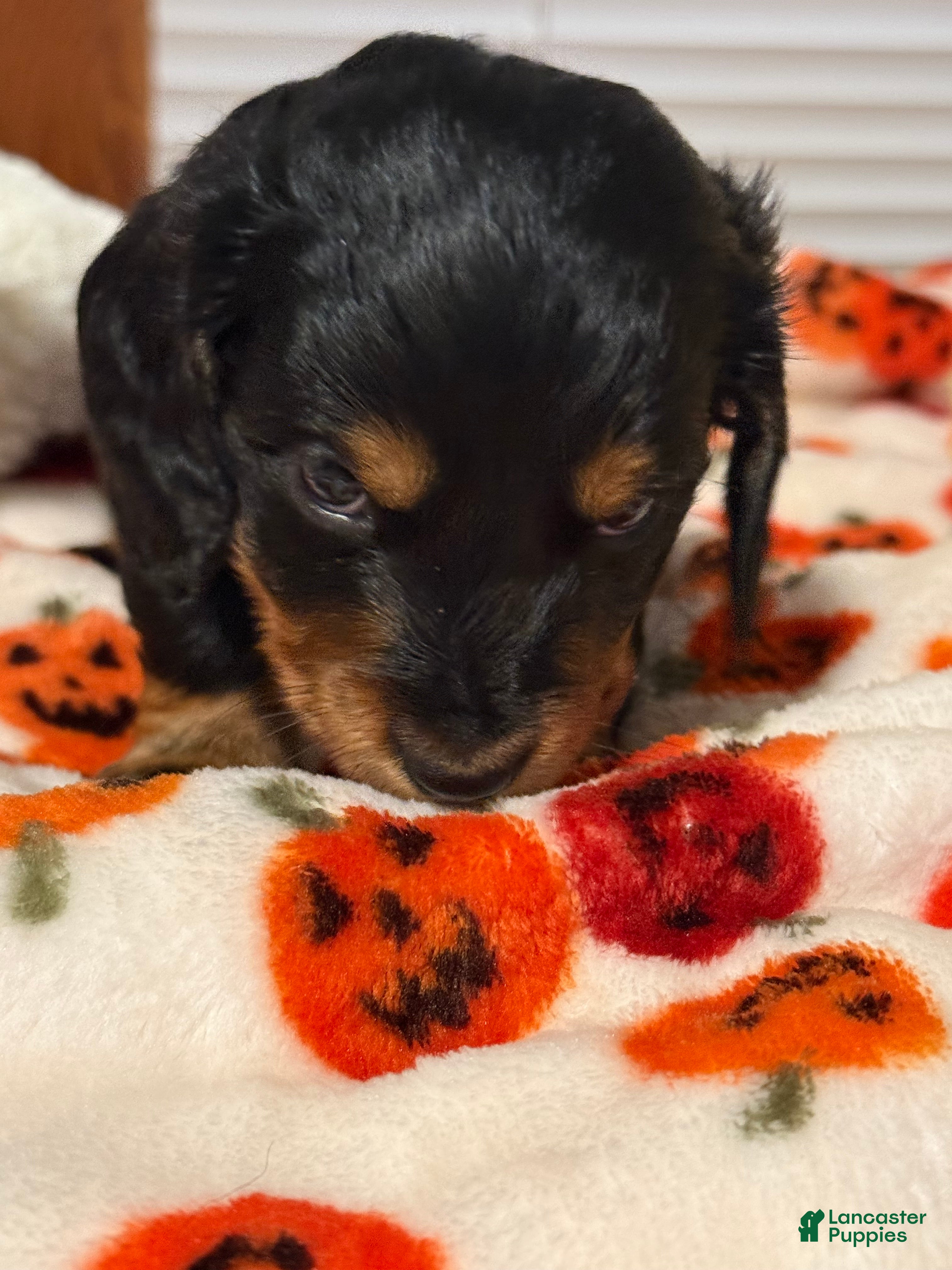 Miniature Dachshund dogs Miniature Dachshund 3 - Ad 6