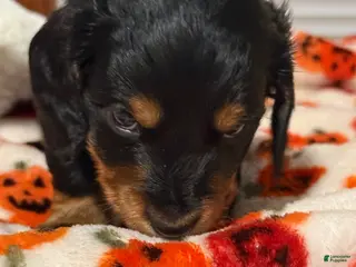Miniature Dachshund dogs Miniature Dachshund 3 - Ad 7