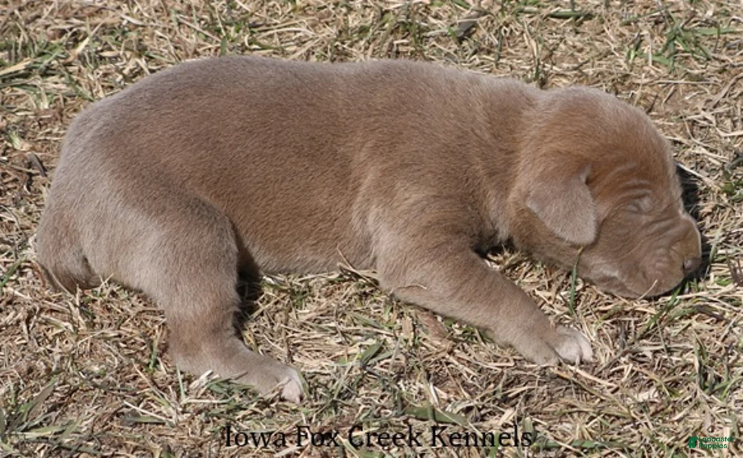 Great Dane dogs for sale: Hope - Ad 3