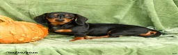 Miniature Dachshund dogs for sale: Carlos - Ad 4