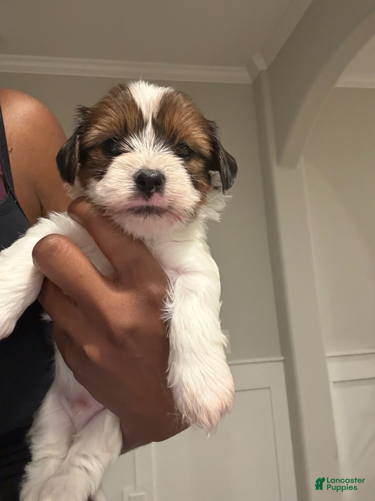 Yorkshire Terrier dogs for sale: Boy 4 - Ad 4