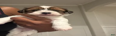 Boy 4
