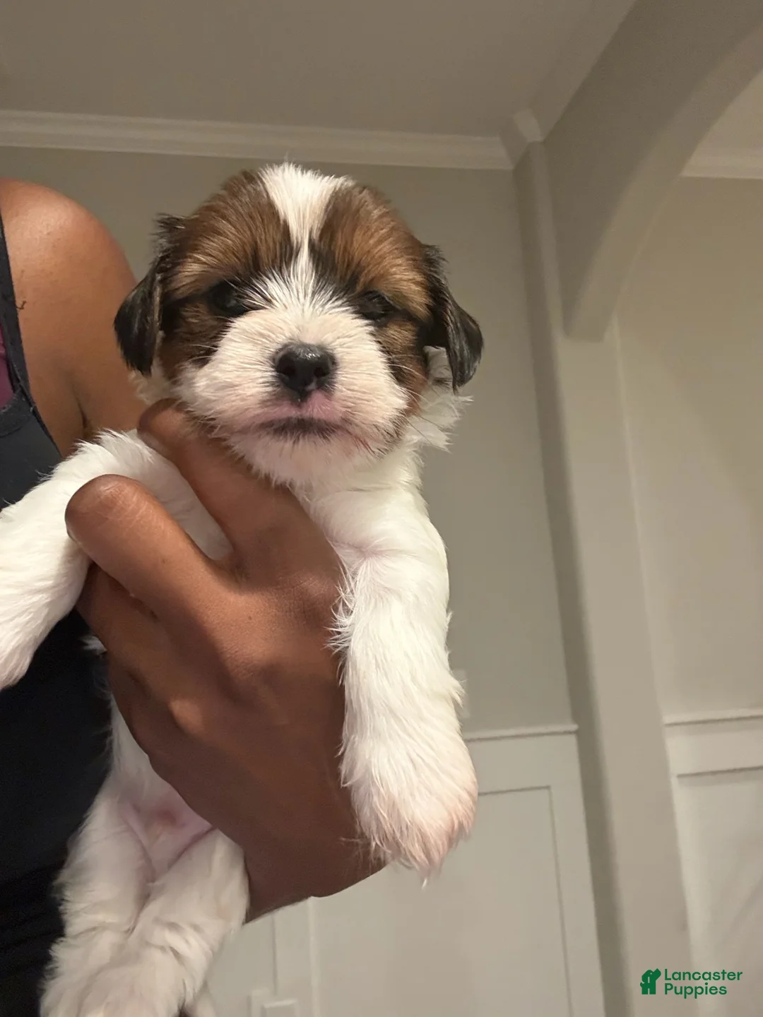 Yorkshire Terrier dogs for sale: Boy 4 - Ad 1