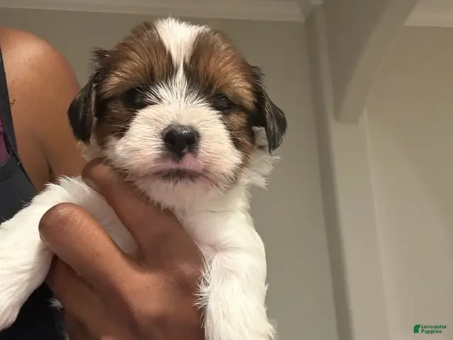 Yorkshire Terrier dogs for sale: Boy 4 - Ad 4