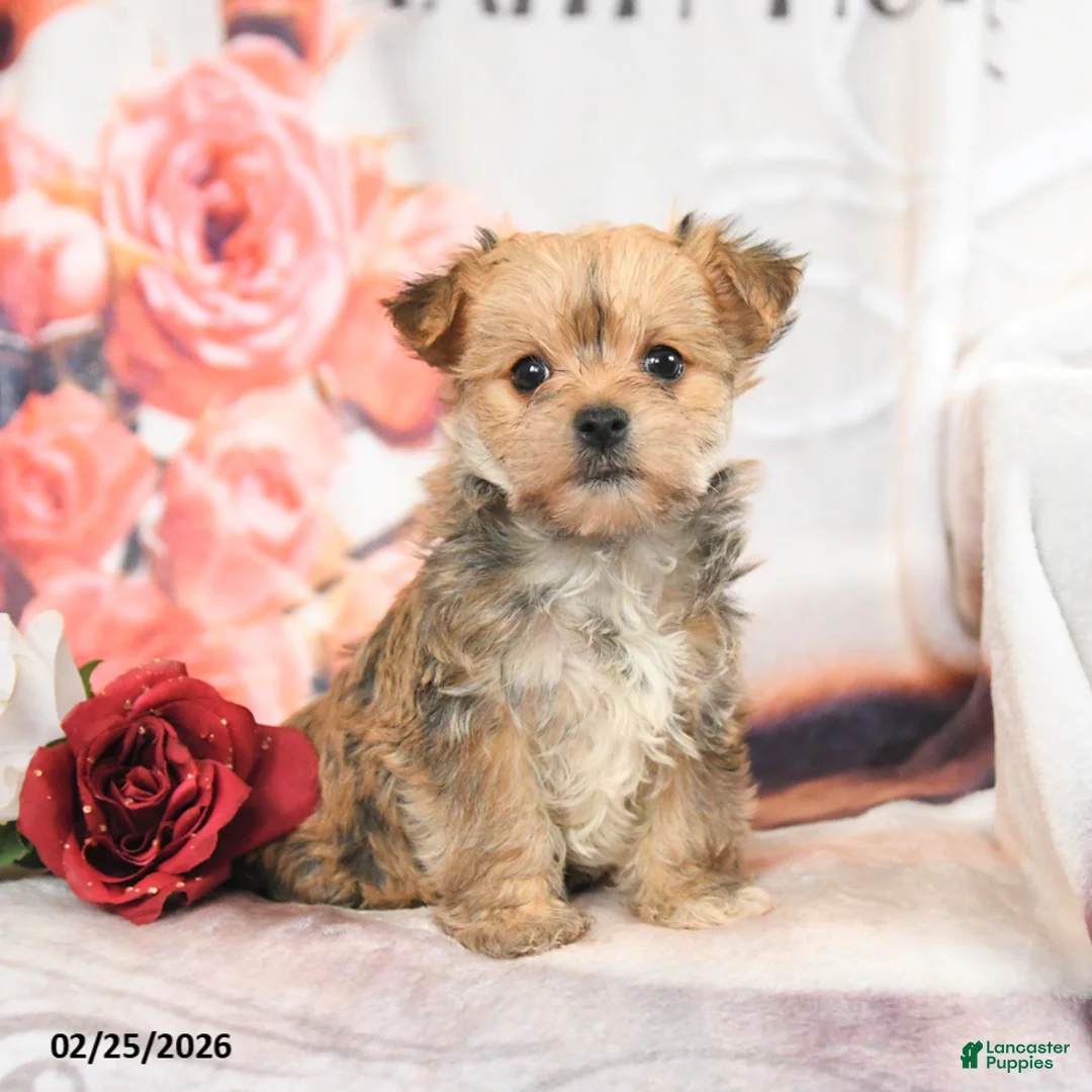 Morkie dogs for sale: Max - Ad 4