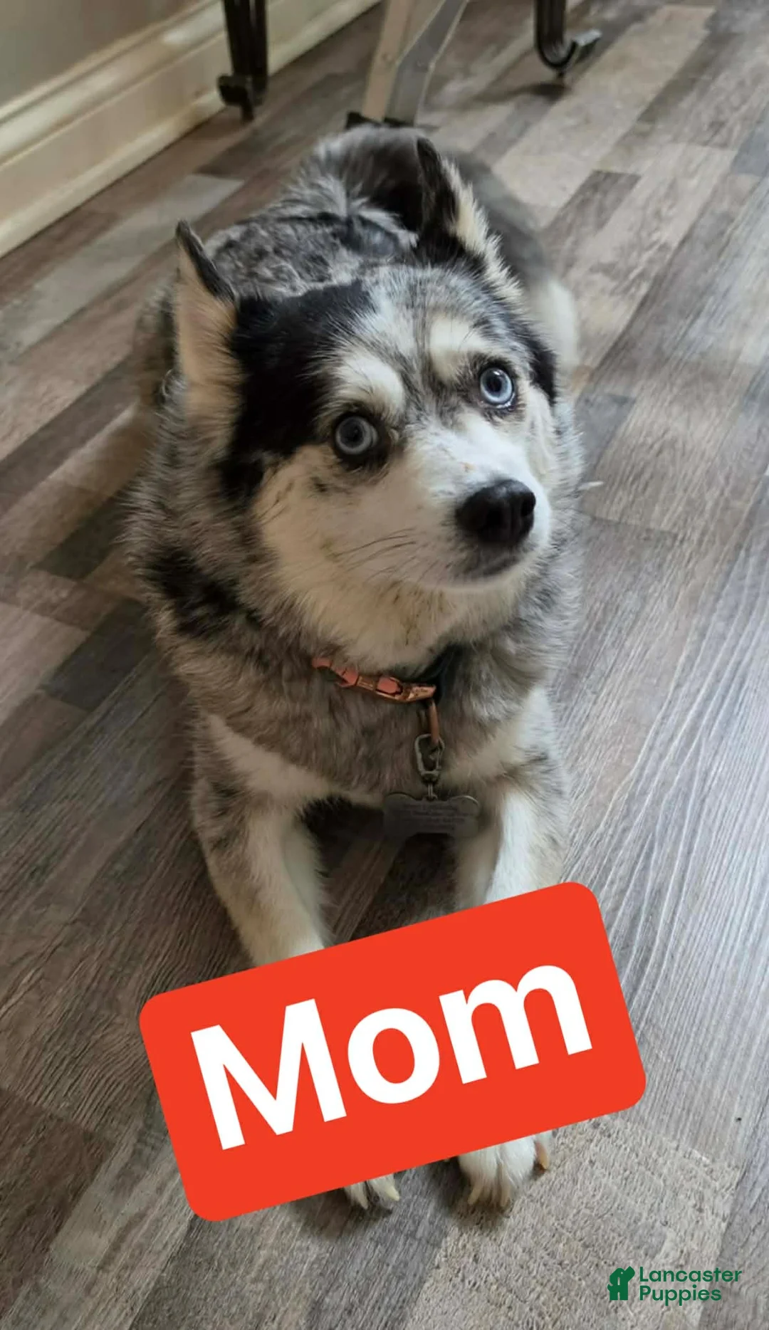 Pomsky dogs for sale: Pomsky Puppy 1 - Ad 5