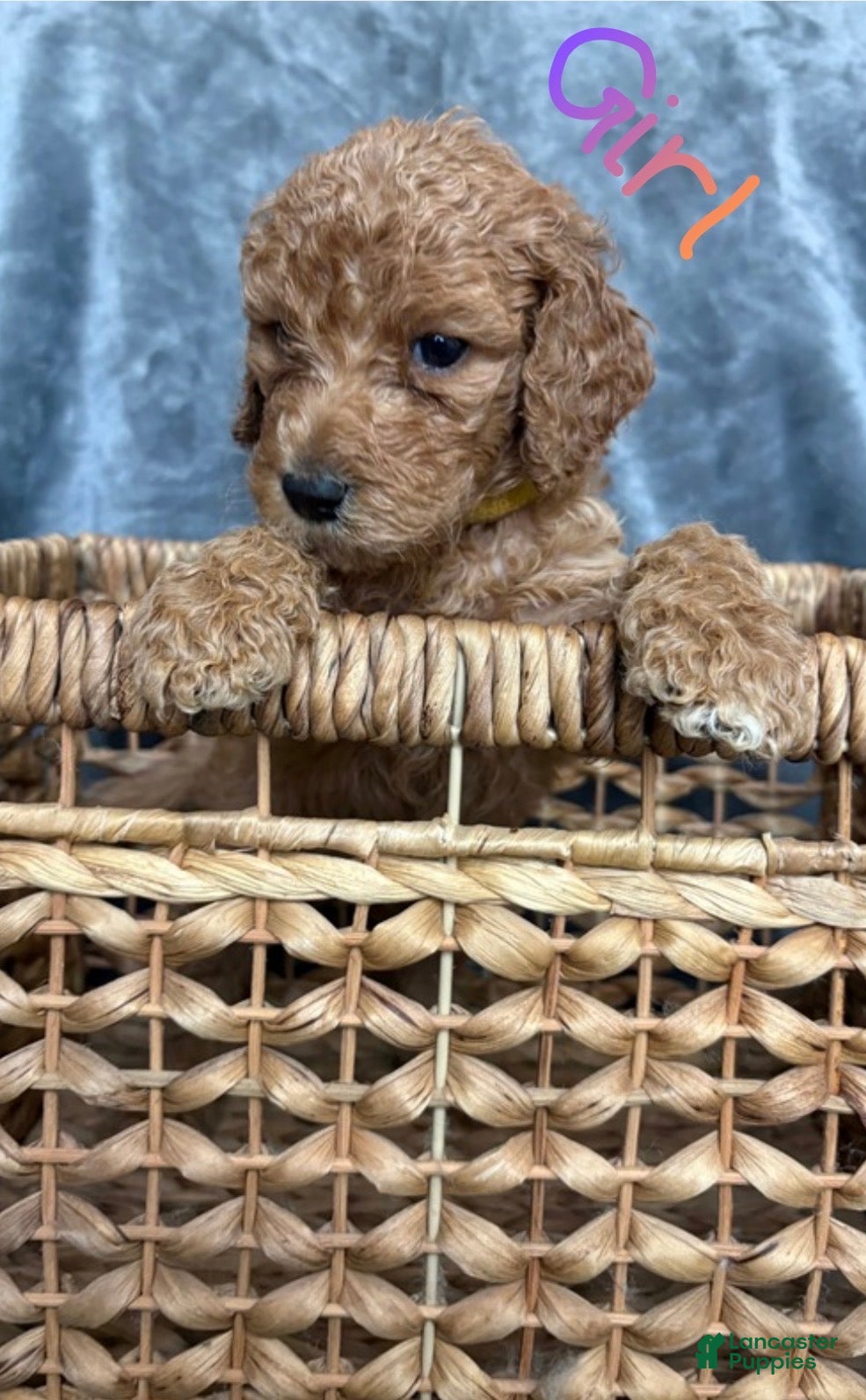 Goldendoodle dogs for sale: Goldendoodle Puppy 4 - Ad 2