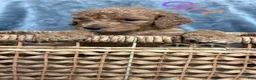 Goldendoodle dogs for sale: Goldendoodle Puppy 4 - Ad 1