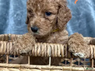 Goldendoodle dogs for sale: Goldendoodle Puppy 4 - Ad 2