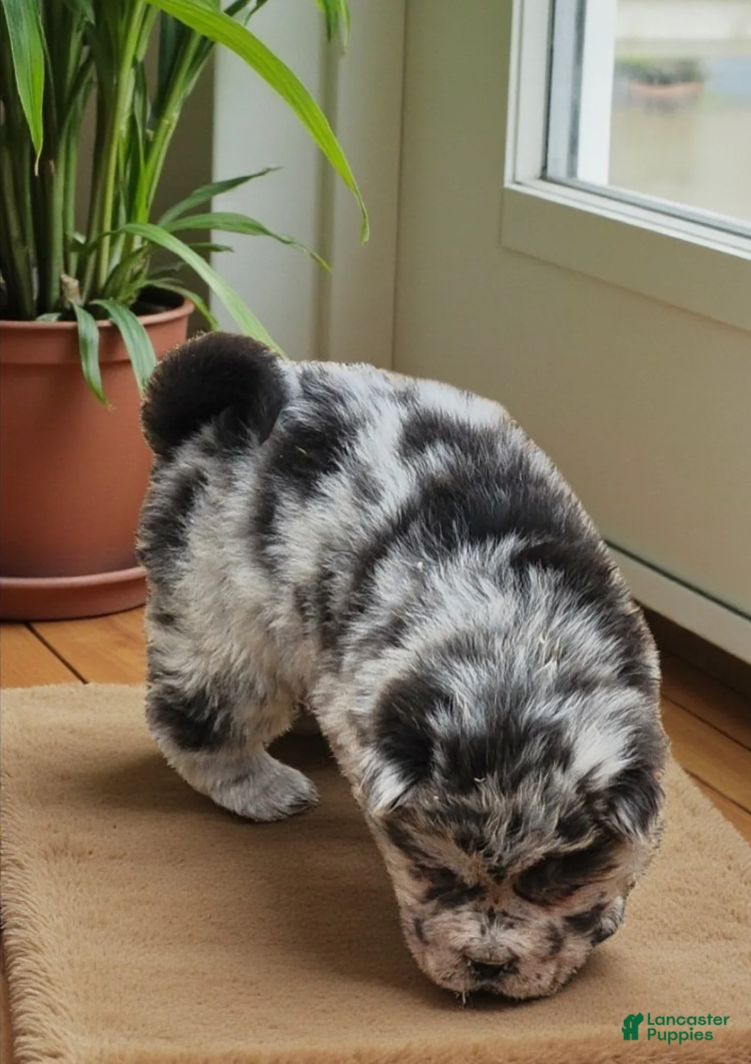 Shar Pei dogs for sale: Tinsel bear coat mini merle  - Ad 22