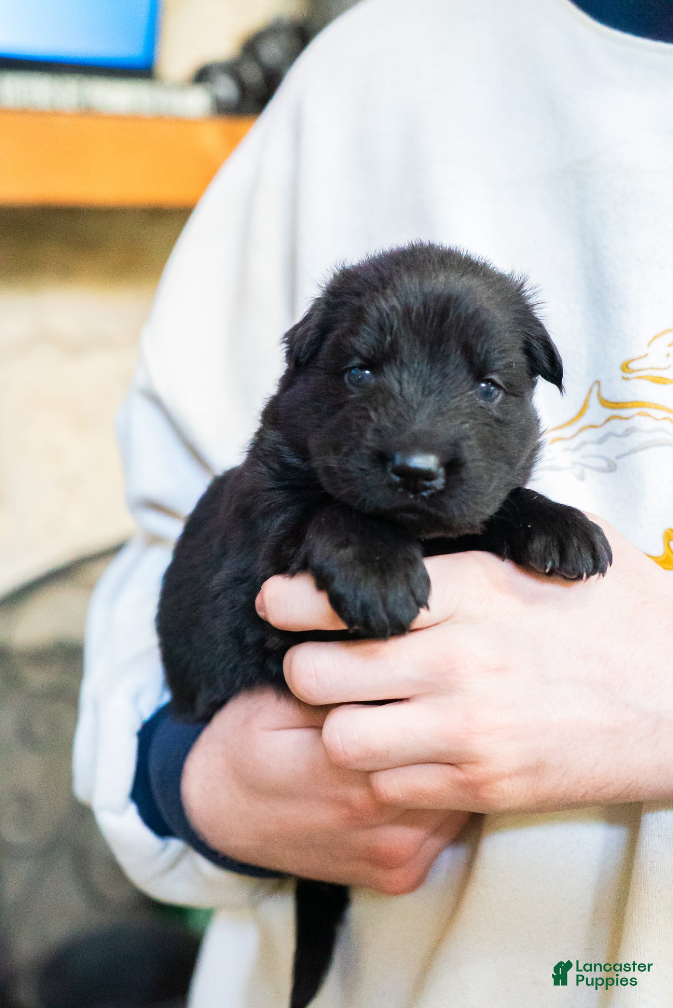 German Shepherd dogs German Shepherd Puppy 6 - Ad 1